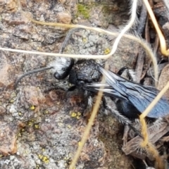 Mutillidae (family) (Unidentified Mutillid wasp or velvet ant) at Ginninderry Conservation Corridor - 9 Feb 2021 by trevorpreston