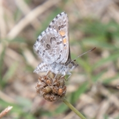 Lucia limbaria (Chequered Copper) at Cooleman Ridge - 9 Feb 2021 by SWishart