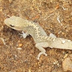 Diplodactylus vittatus (Eastern Stone Gecko) at Holt, ACT - 9 Feb 2021 by trevorpreston