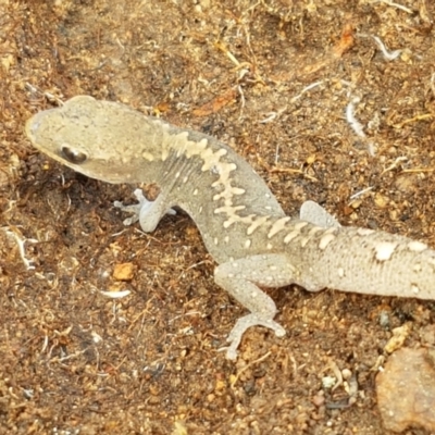 Diplodactylus vittatus (Eastern Stone Gecko) at Ginninderry Conservation Corridor - 9 Feb 2021 by tpreston