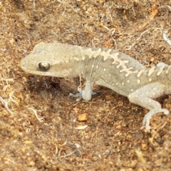 Diplodactylus vittatus at Holt, ACT - 9 Feb 2021