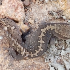 Diplodactylus vittatus at Holt, ACT - 9 Feb 2021