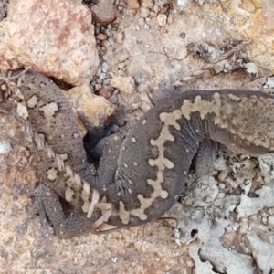 Diplodactylus vittatus at Holt, ACT - 9 Feb 2021