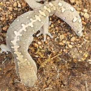 Diplodactylus vittatus at Holt, ACT - 9 Feb 2021