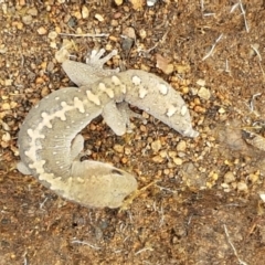 Diplodactylus vittatus at Holt, ACT - 9 Feb 2021