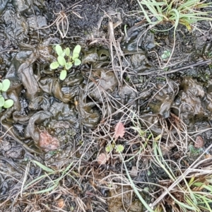 Nostoc sp. (genus) at Holt, ACT - 9 Feb 2021