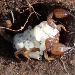 Urodacus manicatus (Black Rock Scorpion) at Holt, ACT - 9 Feb 2021 by trevorpreston