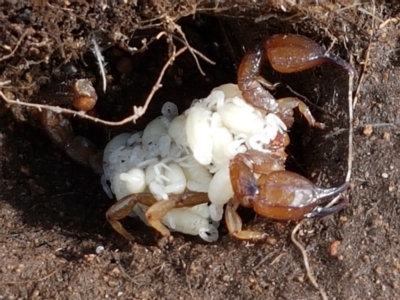 Urodacus manicatus (Black Rock Scorpion) at Holt, ACT - 9 Feb 2021 by trevorpreston