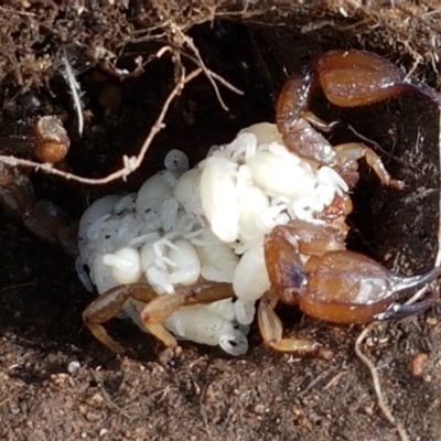 Urodacus manicatus (Black Rock Scorpion) at Holt, ACT - 9 Feb 2021 by trevorpreston