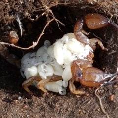 Urodacus manicatus (Black Rock Scorpion) at Holt, ACT - 9 Feb 2021 by tpreston