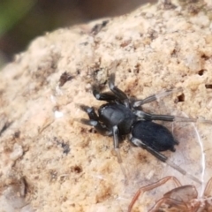 Gnaphosidae (family) (Ground spider) at Holt, ACT - 9 Feb 2021 by trevorpreston