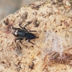 Gnaphosidae (family) at Holt, ACT - 9 Feb 2021