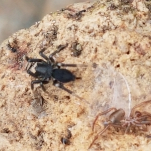 Gnaphosidae (family) at Holt, ACT - 9 Feb 2021