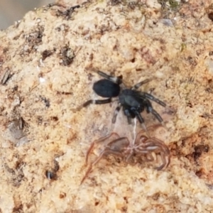 Gnaphosidae (family) at Holt, ACT - 9 Feb 2021