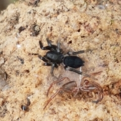 Gnaphosidae (family) at Holt, ACT - 9 Feb 2021 04:45 PM