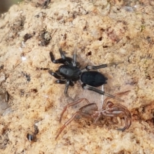 Gnaphosidae (family) at Holt, ACT - 9 Feb 2021 04:45 PM