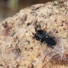 Gnaphosidae (family) at Holt, ACT - 9 Feb 2021 04:45 PM