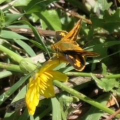 Ocybadistes walkeri (Green Grass-dart) at Weston, ACT - 6 Feb 2021 by jmcleod