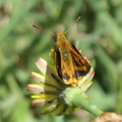 Ocybadistes walkeri at Weston, ACT - suppressed