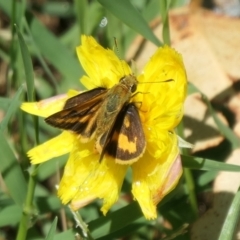 Ocybadistes walkeri at Weston, ACT - 6 Feb 2021