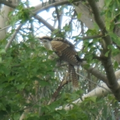 Eudynamys orientalis (Pacific Koel) at Weston, ACT - 9 Feb 2021 by jmcleod