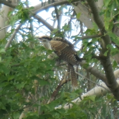 Eudynamys orientalis (Pacific Koel) at Weston, ACT - 9 Feb 2021 by jmcleod