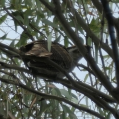 Eudynamys orientalis at Weston, ACT - 9 Feb 2021