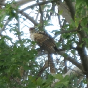 Eudynamys orientalis at Weston, ACT - 9 Feb 2021