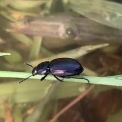 Adelium brevicorne at Murrumbateman, NSW - 6 Feb 2021