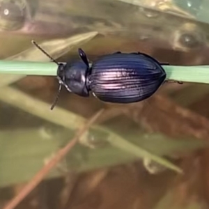 Adelium brevicorne at Murrumbateman, NSW - 6 Feb 2021