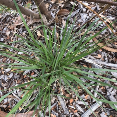 Nassella neesiana (Chilean Needlegrass) at Garran, ACT - 9 Feb 2021 by ruthkerruish