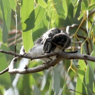 Myiagra rubecula (Leaden Flycatcher) at Mount Ainslie - 9 Feb 2021 by jb2602