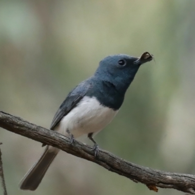 Myiagra rubecula (Leaden Flycatcher) at Ainslie, ACT - 9 Feb 2021 by jb2602