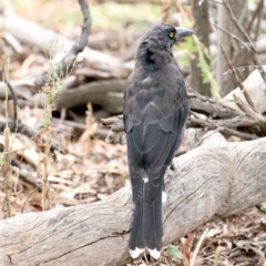 Strepera graculina (Pied Currawong) at Ainslie, ACT - 9 Feb 2021 by jb2602