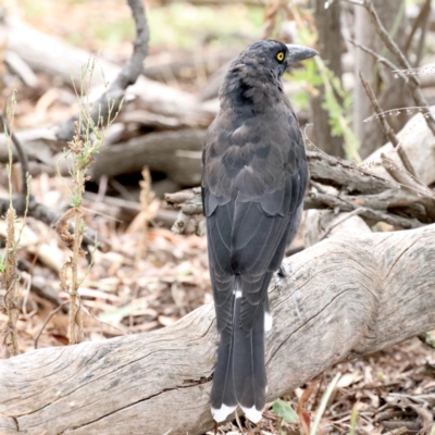 Strepera graculina (Pied Currawong) at Mount Ainslie - 9 Feb 2021 by jb2602