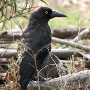 Strepera graculina at Ainslie, ACT - 9 Feb 2021