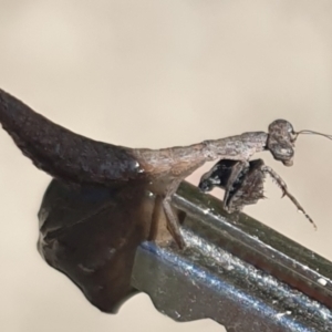 Bolbe nigra at Tinderry, NSW - 7 Feb 2021