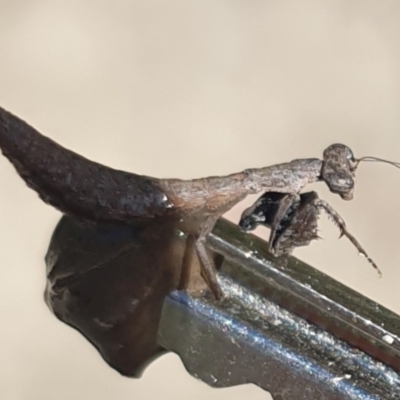 Bolbe nigra (Black Ground Mantid) at Tinderry Mountains - 7 Feb 2021 by markus