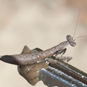 Bolbe nigra at Tinderry, NSW - 7 Feb 2021