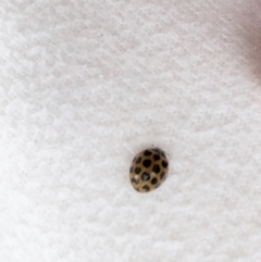 Harmonia conformis (Common Spotted Ladybird) at Hughes, ACT - 8 Feb 2021 by ruthkerruish