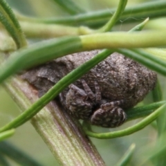 Unidentified Spider (Araneae) at Hughes Grassy Woodland - 9 Feb 2021 by LisaH