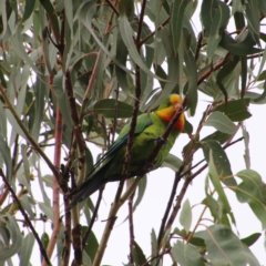 Polytelis swainsonii (Superb Parrot) at Hughes, ACT - 9 Feb 2021 by LisaH