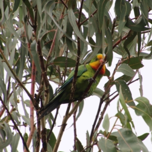 Polytelis swainsonii at Hughes, ACT - suppressed