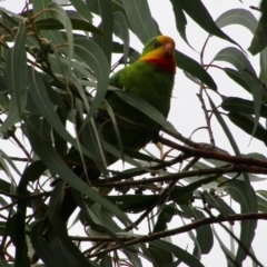 Polytelis swainsonii at Hughes, ACT - suppressed