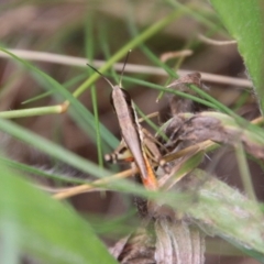 Macrotona securiformis (Inland Macrotona) at Hughes, ACT - 9 Feb 2021 by LisaH