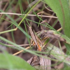 Macrotona securiformis at Hughes, ACT - 9 Feb 2021 11:52 AM