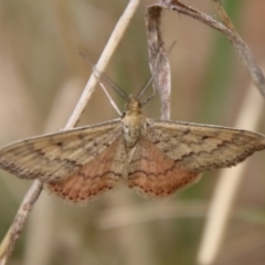 Scopula rubraria (Reddish Wave, Plantain Moth) at Hughes, ACT - 9 Feb 2021 by LisaH