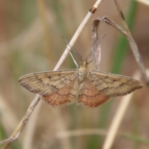 Scopula rubraria at Hughes, ACT - 9 Feb 2021