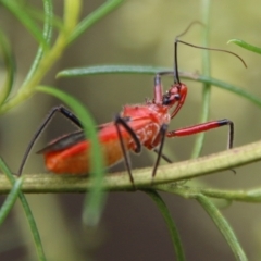 Gminatus australis (Orange assassin bug) at Red Hill to Yarralumla Creek - 9 Feb 2021 by LisaH