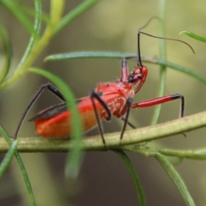 Gminatus australis at Hughes, ACT - 9 Feb 2021 11:57 AM